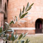 Ramoscello d'ulivo con dietro una chiesa