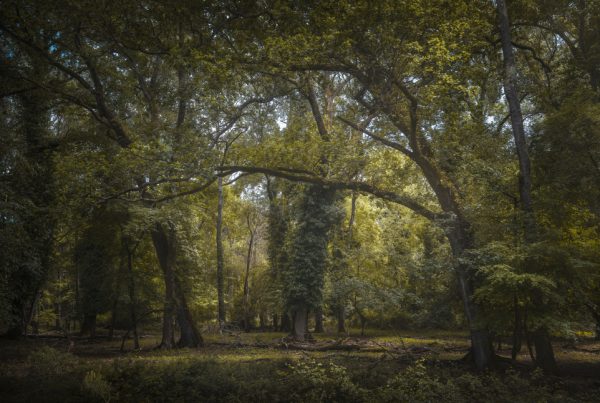 Parco di San Rossore Lucca