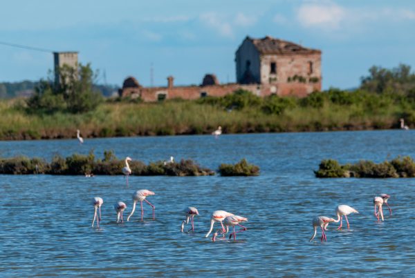50&Più Rovigo in gita con la motonave sul Delta del Po