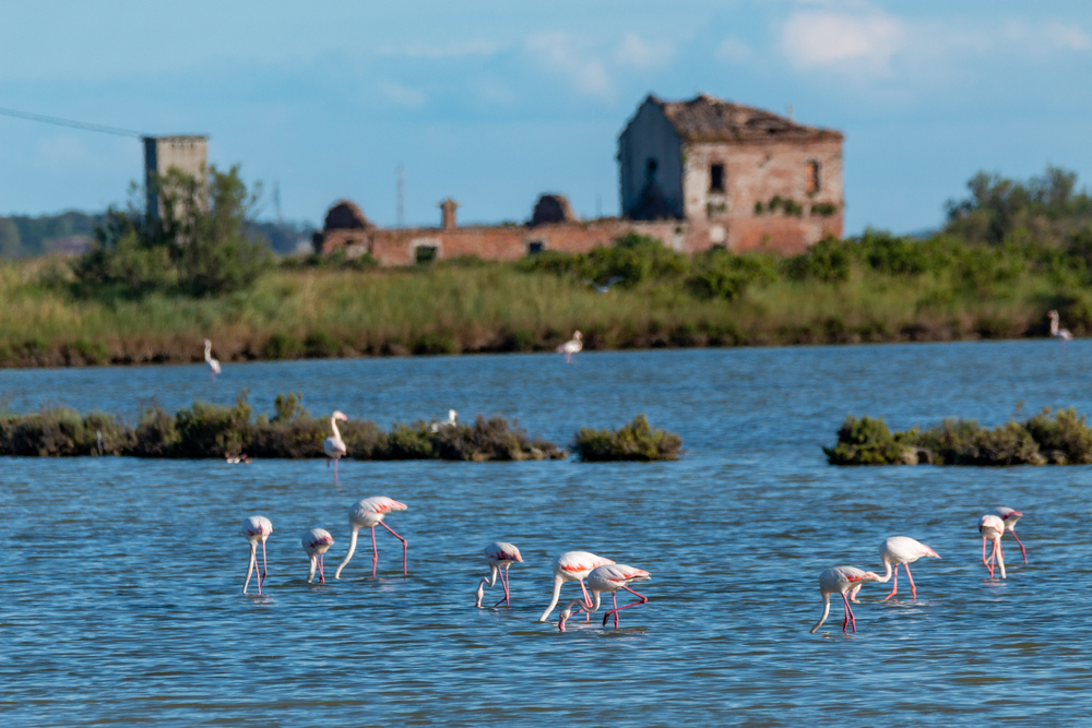50&Più Rovigo in gita con la motonave sul Delta del Po