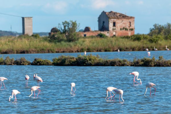 50&Più Arezzo in gita nella riserva di volano, pomposa e Ravenna